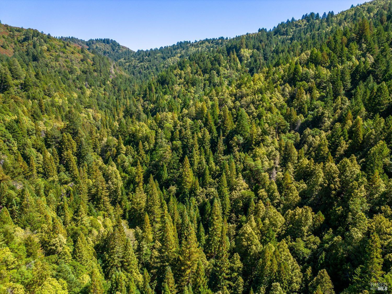 0 Low Gap Road Ukiah, CA 95482 - Photo 5 of 20 a view of a lush green forest with a lush green forest