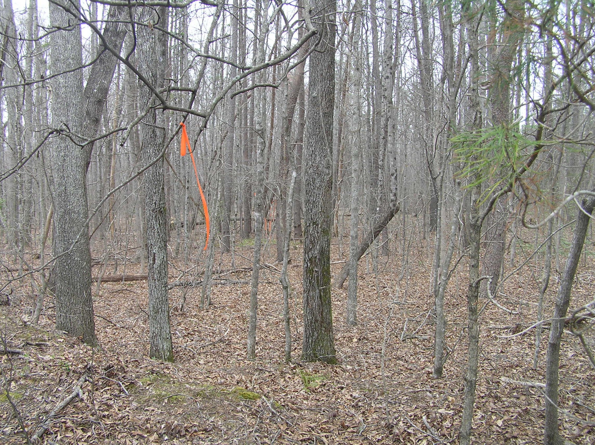 99 Prater Road Pikeville, TN 37367 - Photo 16 of 29 Gallery Image 16