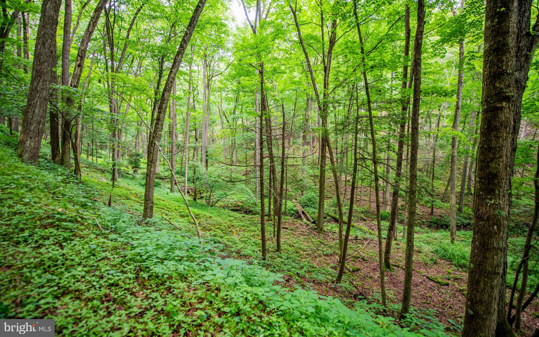 2776 Butternut Grove Road Montoursville, PA 17754 - Photo 51 of 62 Woods View