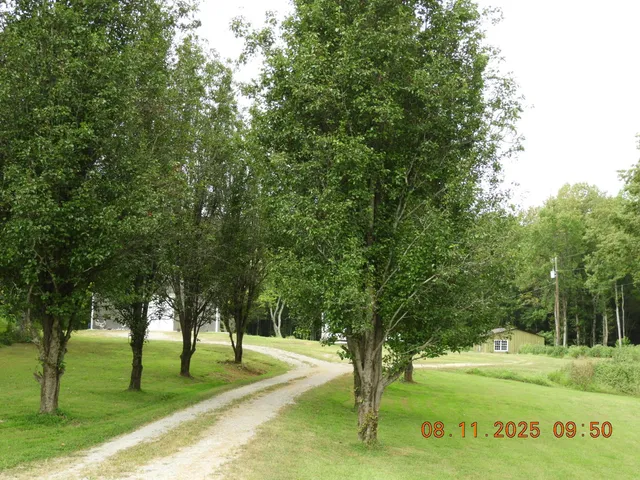 a view of a field with trees