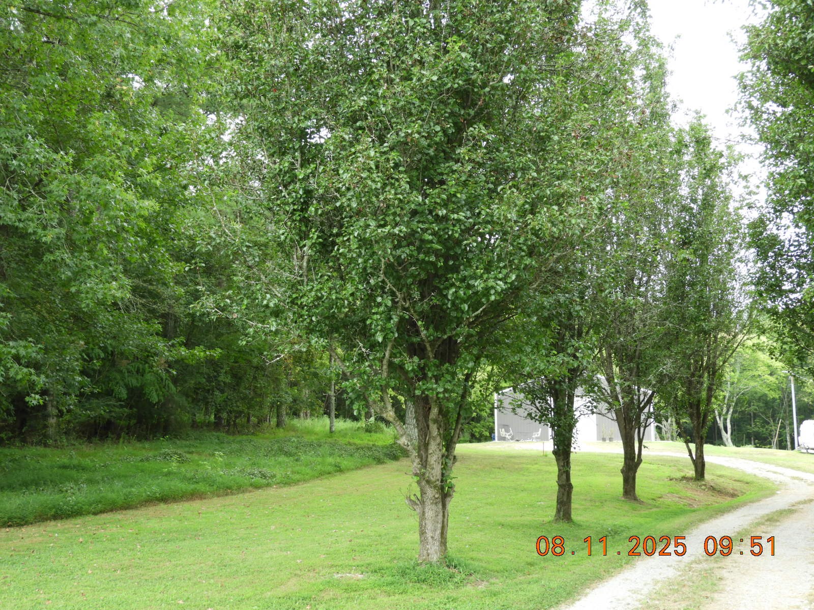 1240 Johnson Branch Road Pulaski, TN 38478 - Photo 21 of 68 a view of a big yard with a tree