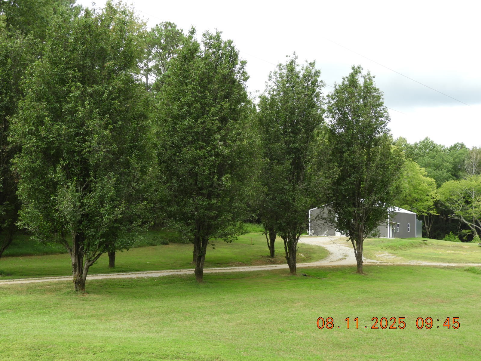 1240 Johnson Branch Road Pulaski, TN 38478 - Photo 26 of 68 a view of a trees with a yard