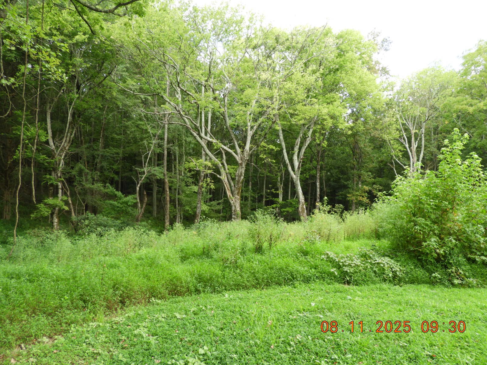 1240 Johnson Branch Road Pulaski, TN 38478 - Photo 27 of 68