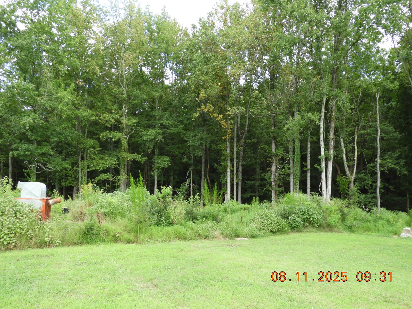 1240 Johnson Branch Road Pulaski, TN 38478 - Photo 32 of 68 a view of a lush green forest