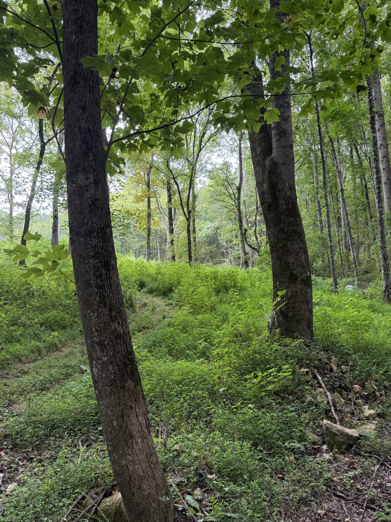 1240 Johnson Branch Road Pulaski, TN 38478 - Photo 62 of 68 a view of outdoor space and garden