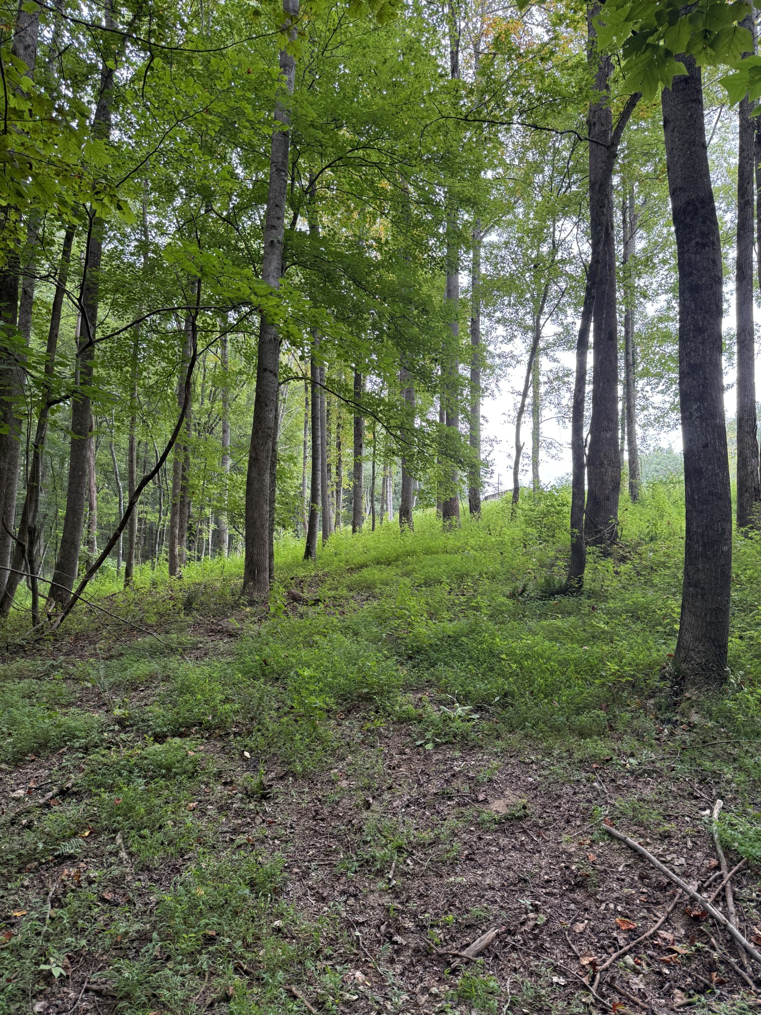 1240 Johnson Branch Road Pulaski, TN 38478 - Photo 63 of 68 a view of a forest with trees in the background