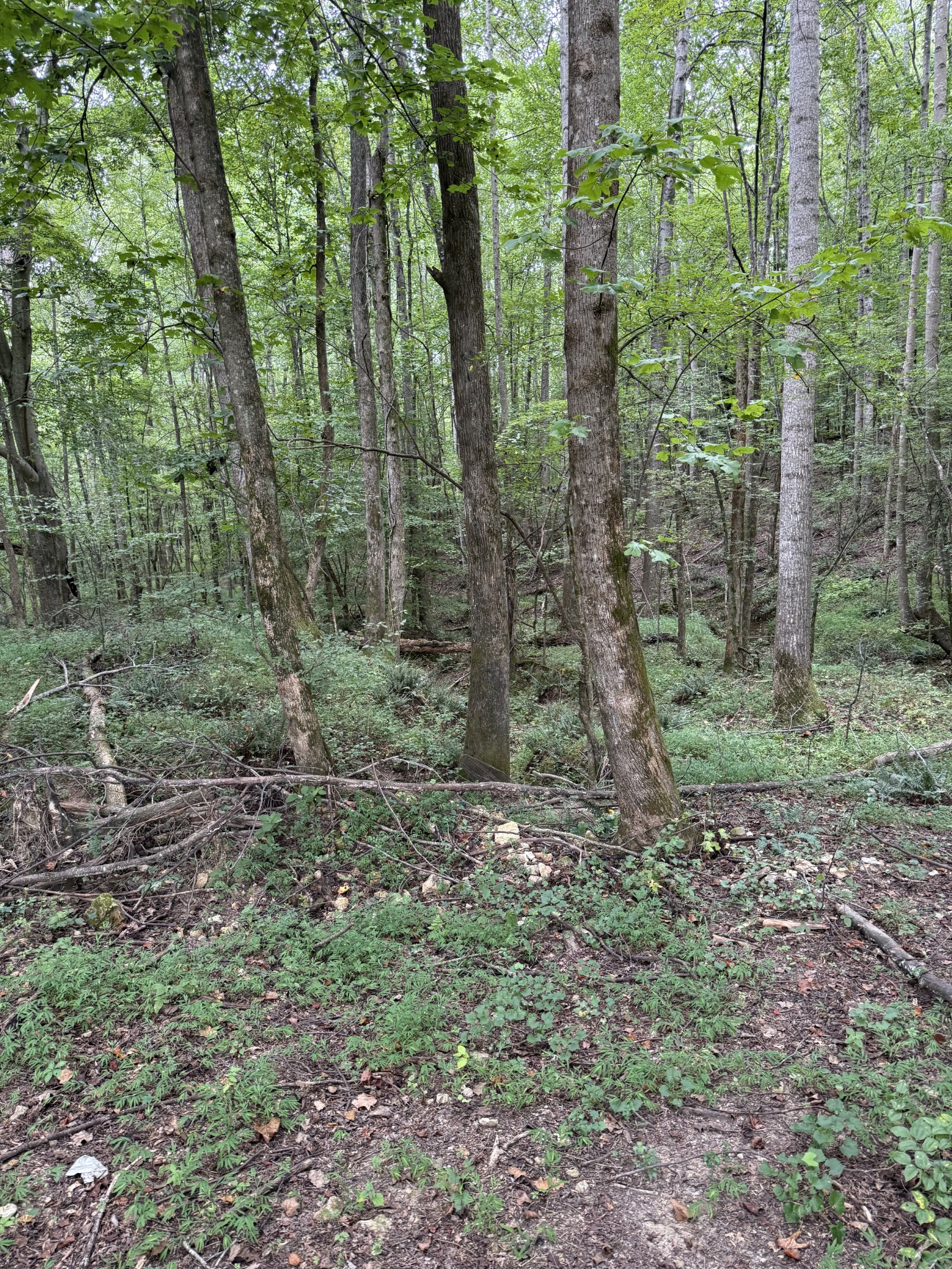 1240 Johnson Branch Road Pulaski, TN 38478 - Photo 64 of 68 a view of a forest that has large trees