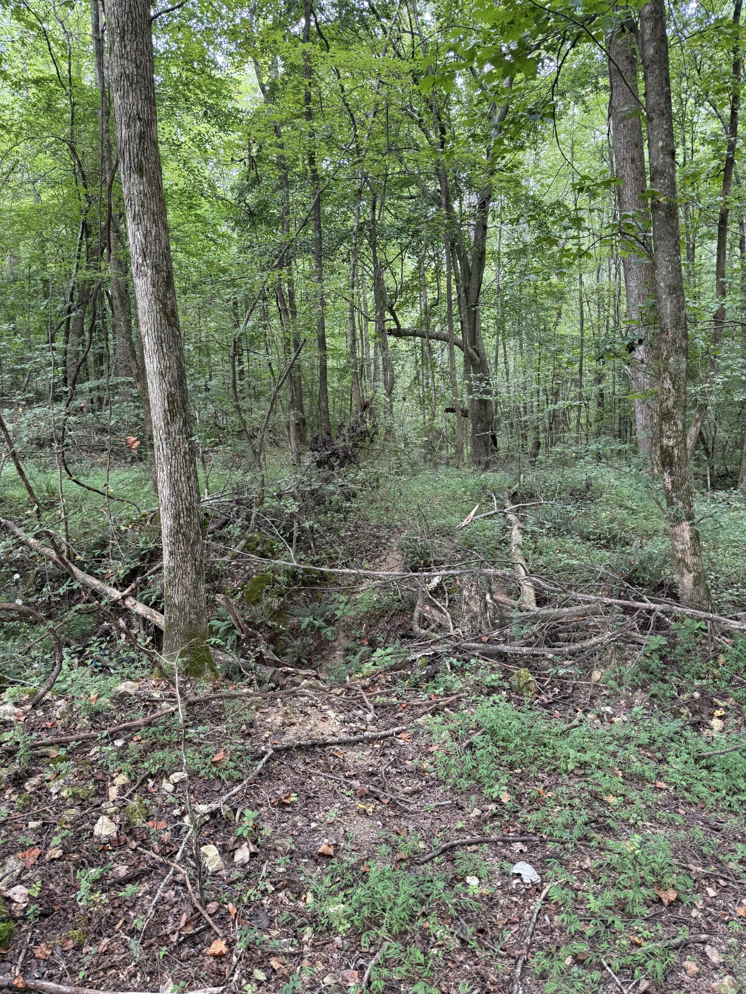 1240 Johnson Branch Road Pulaski, TN 38478 - Photo 67 of 68 a view of a forest that has large trees