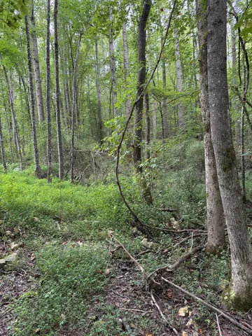 $294,500 | 1240 Johnson Branch Road, Pulaski, TN 38478