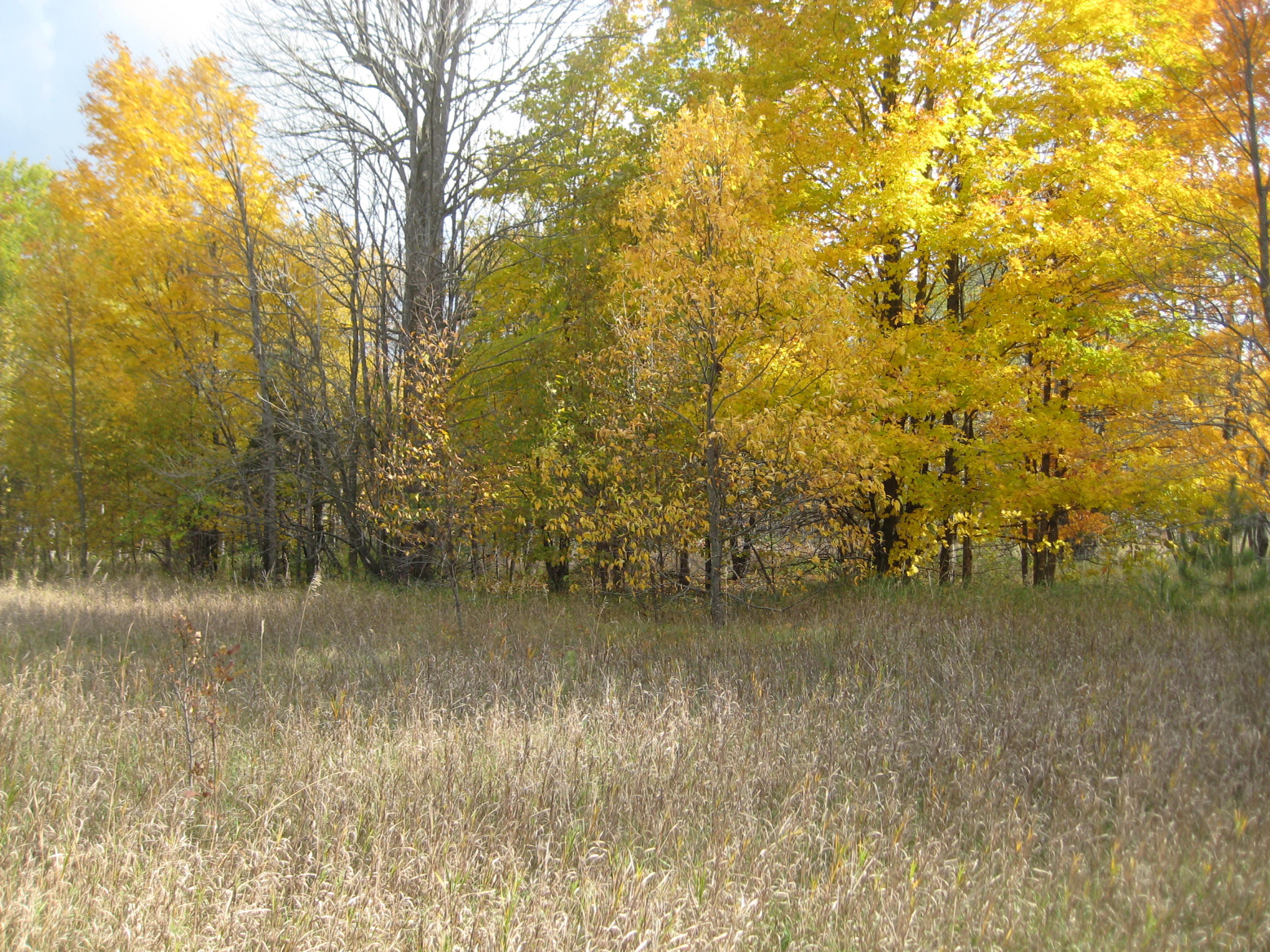 Barney Road Alanson, MI 49706 - Photo 11 of 13 Gallery Image 11