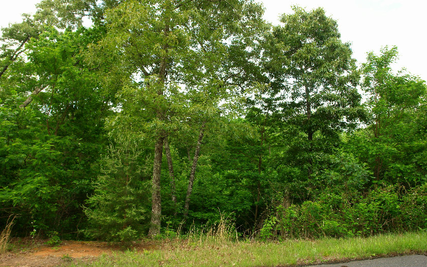 Lot46 Ralston Gap Morganton, GA 30560 - Photo 1 of 1 Main View