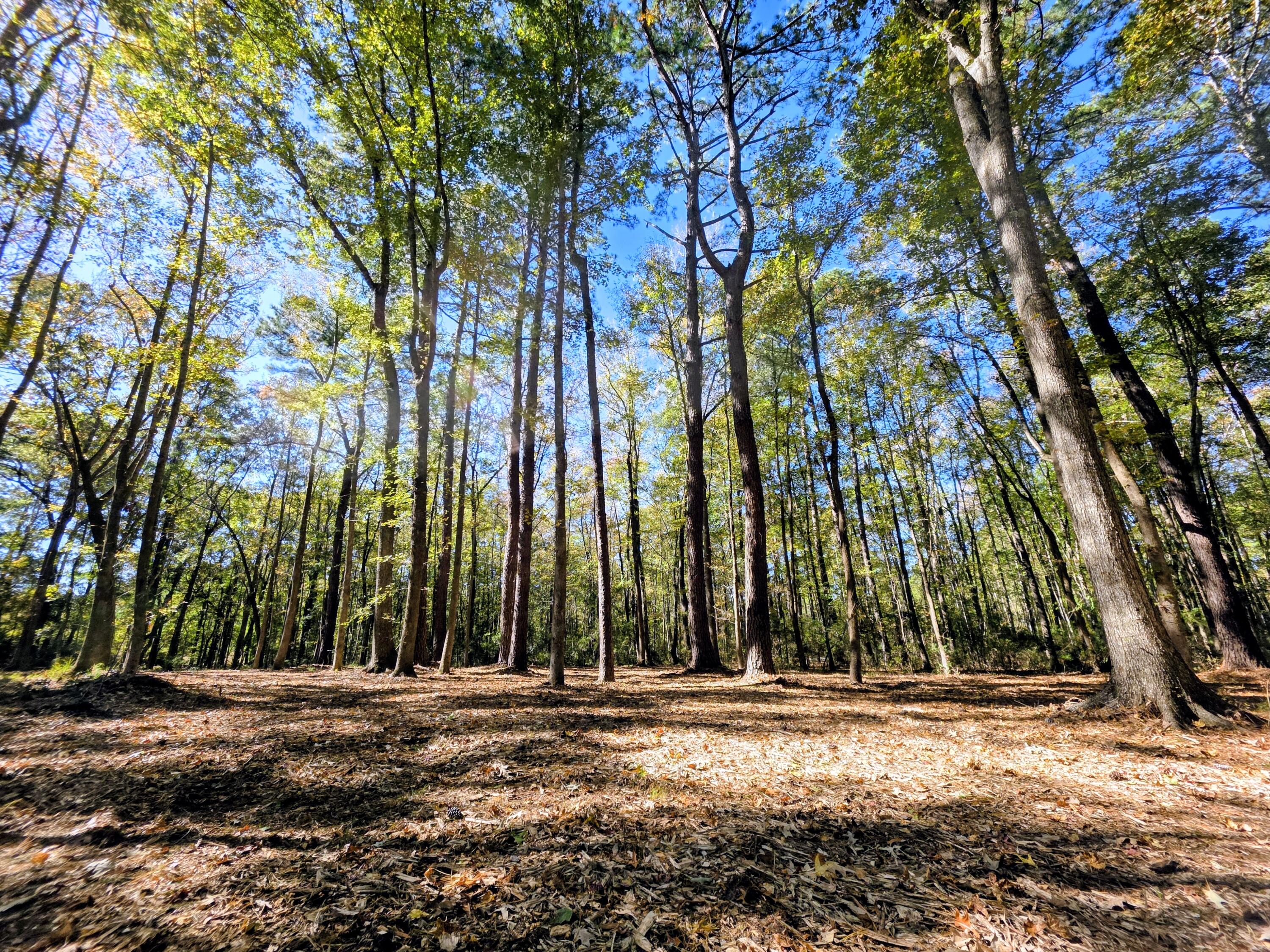 3047 Fickling Hill Road, Unit C1 Johns Island, SC 29455 - Photo 11 of 17 4.26 acres (easy to walk)