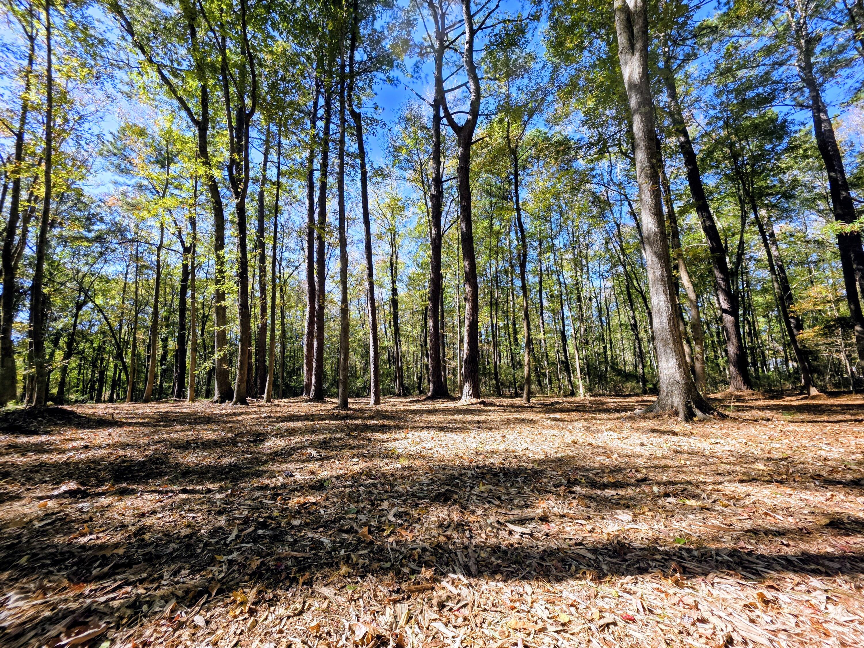 3047 Fickling Hill Road, Unit C1 Johns Island, SC 29455 - Photo 13 of 17 4.26 Acres with additional available
