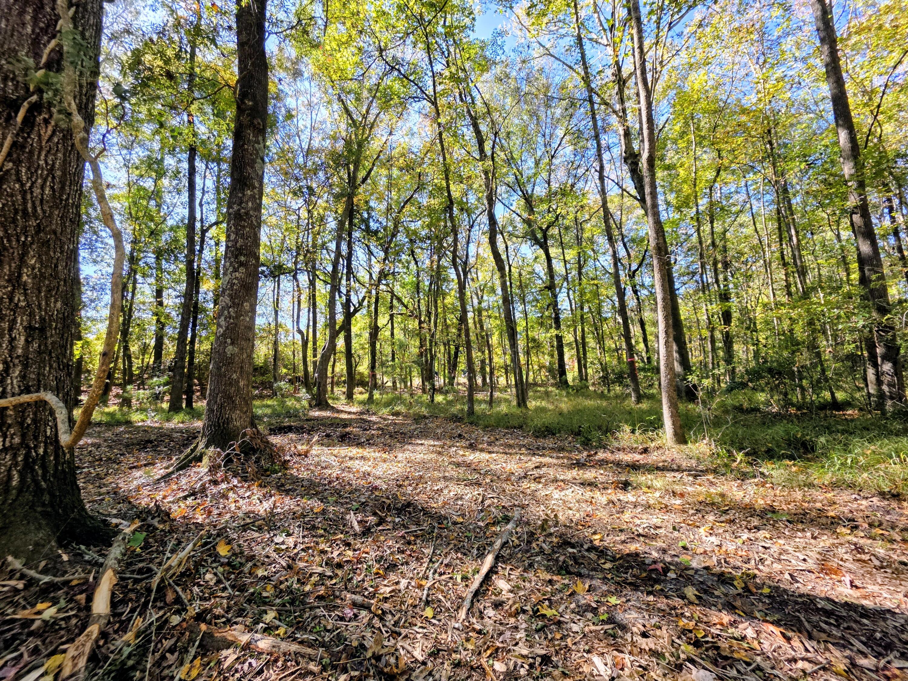3047 Fickling Hill Road, Unit C1 Johns Island, SC 29455 - Photo 14 of 17 Peaceful and easy to view