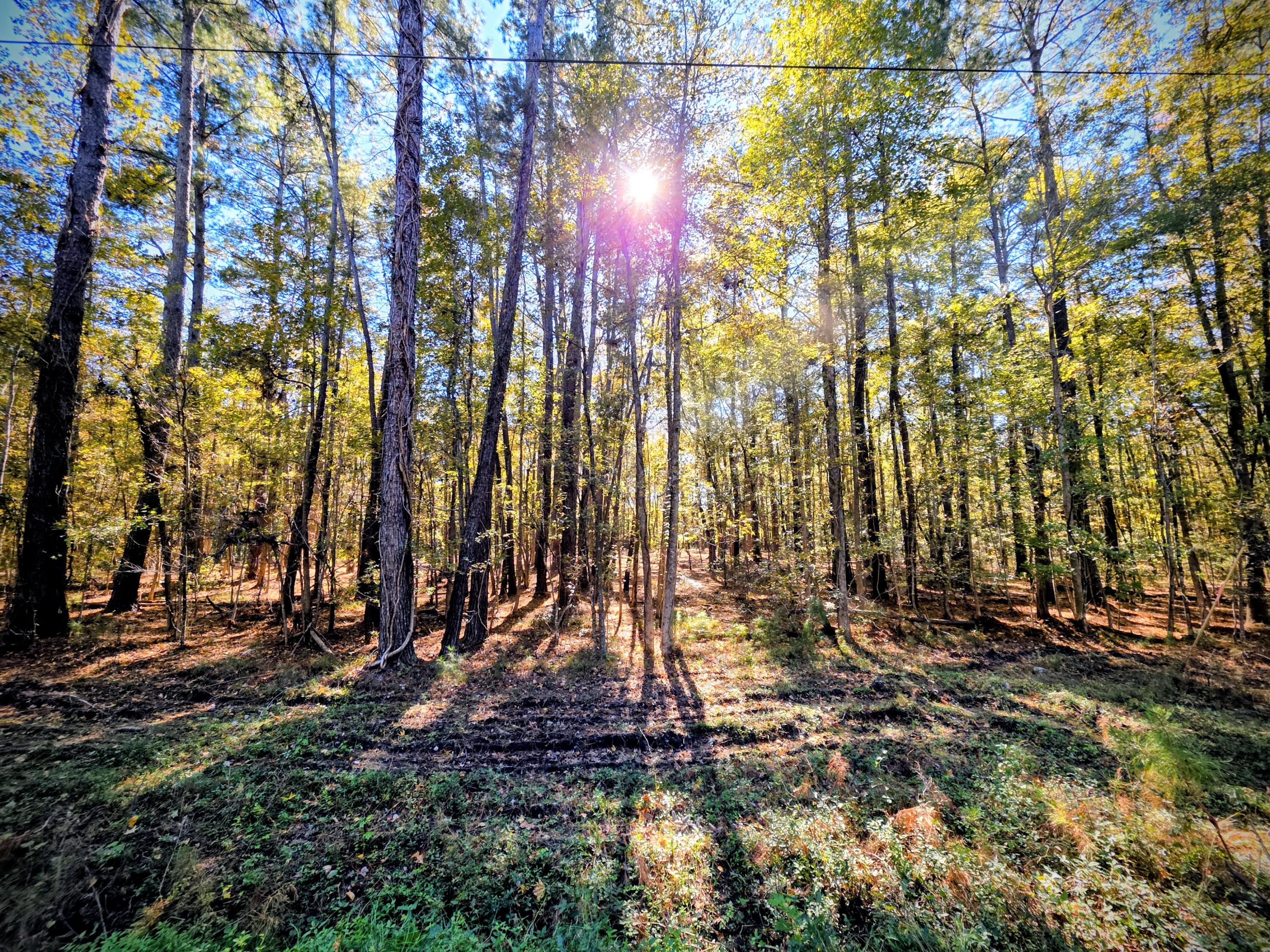3047 Fickling Hill Road, Unit C1 Johns Island, SC 29455 - Photo 8 of 17 Beautiful, cleared underbrush