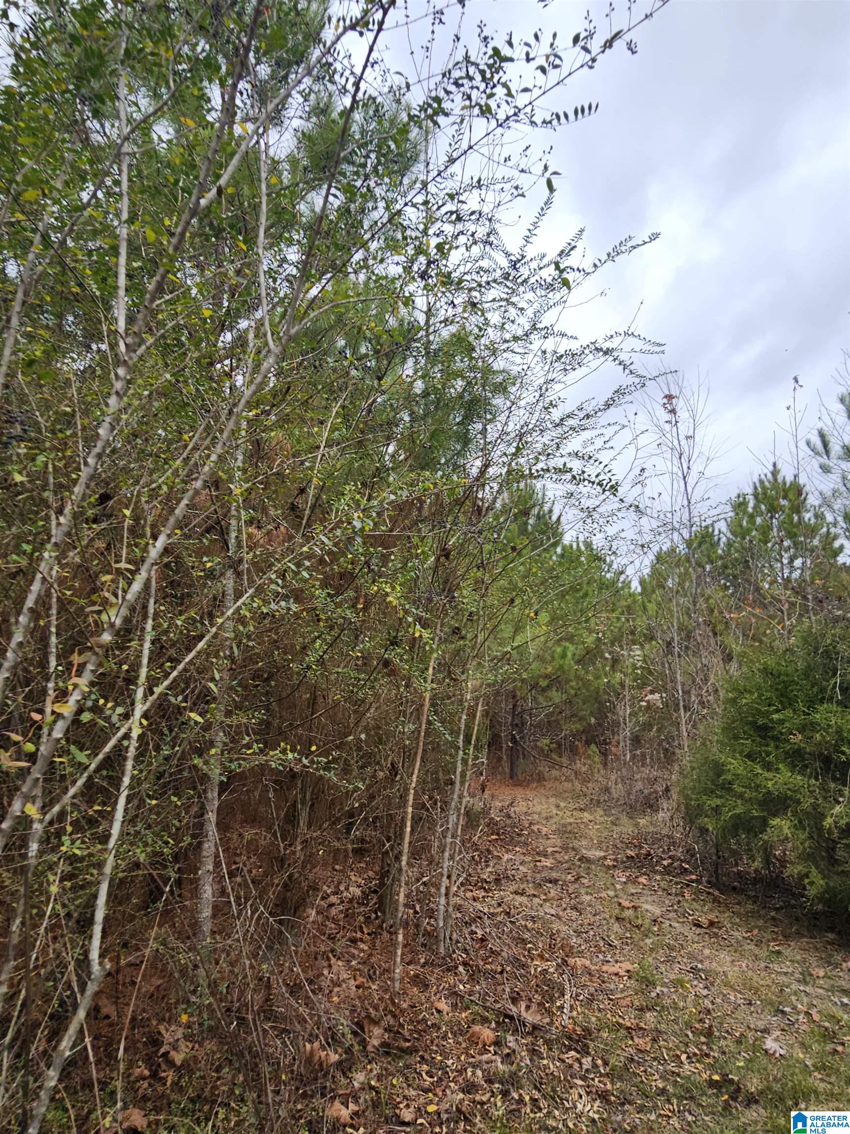 0 County Road 724 Calera, AL 35040 - Photo 9 of 18