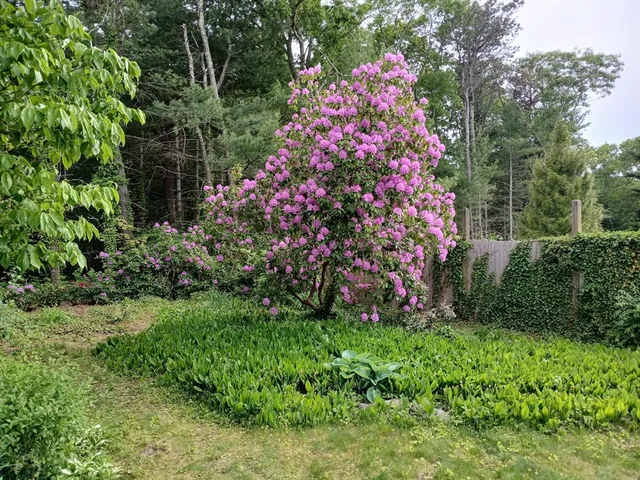a small garden covered with lots of flower and plants