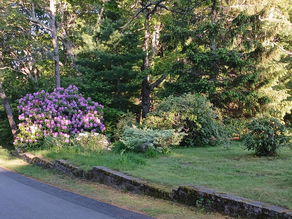 43 Poponessett Road Barnstable, MA 02635 - Photo 2 of 29 a bunch of flowers in a yard