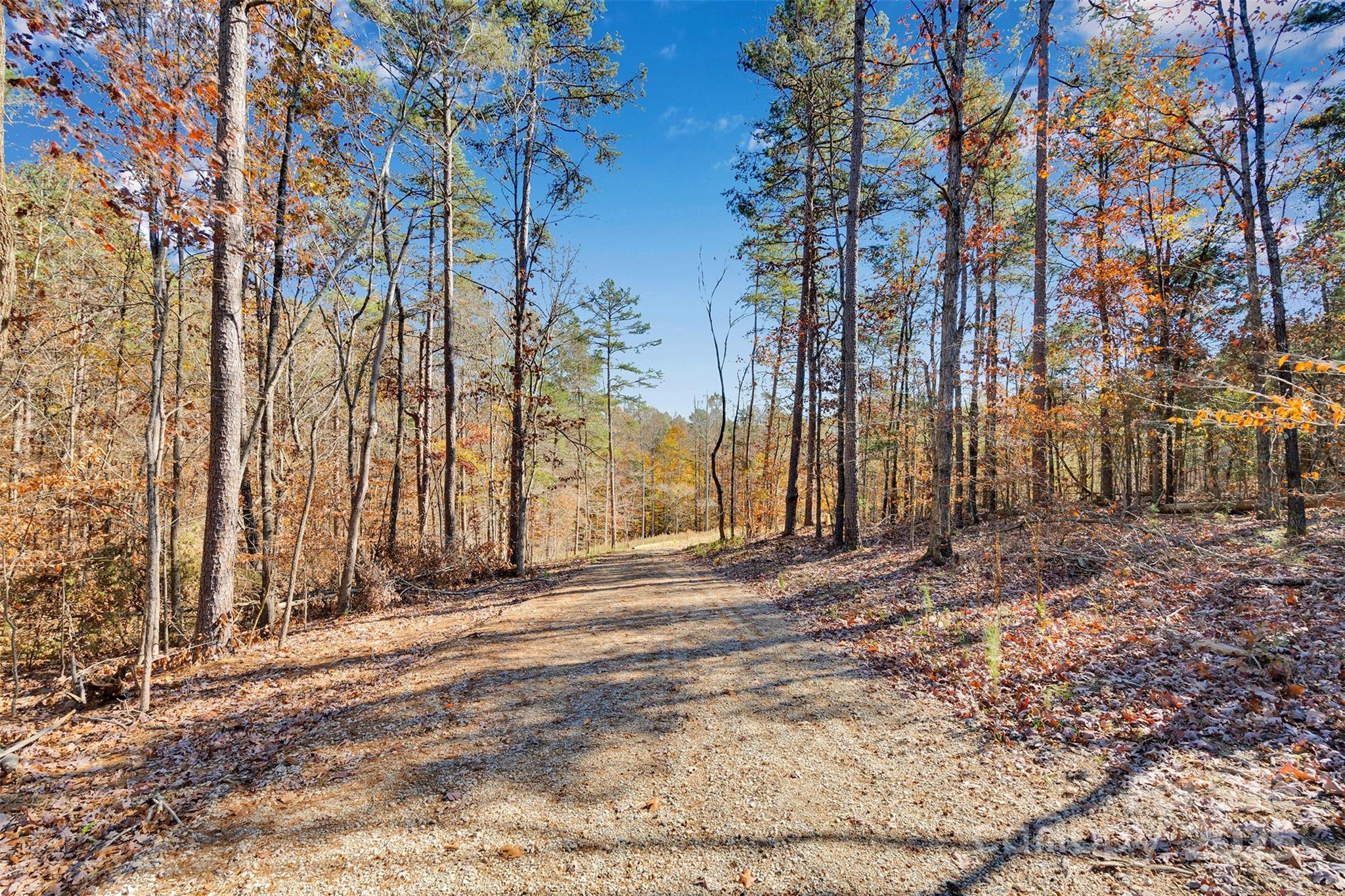 1470 Trotter Circle Mount Pleasant, NC 28124 - Photo 3 of 21 a view of backyard with large trees