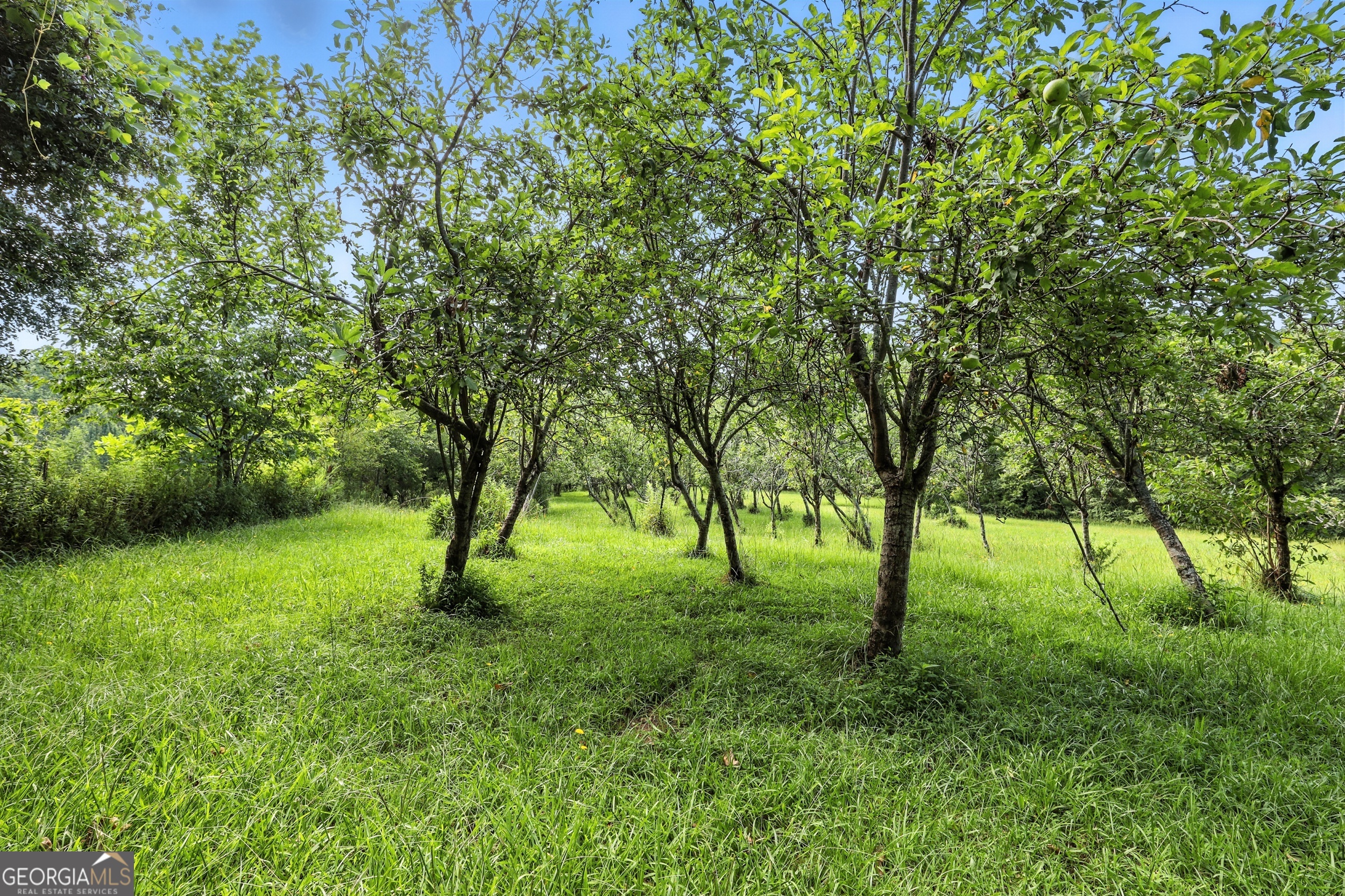 1592 Black Mountain Road Toccoa, GA 30577 - Photo 27 of 30 a view of swimming pool with a tree