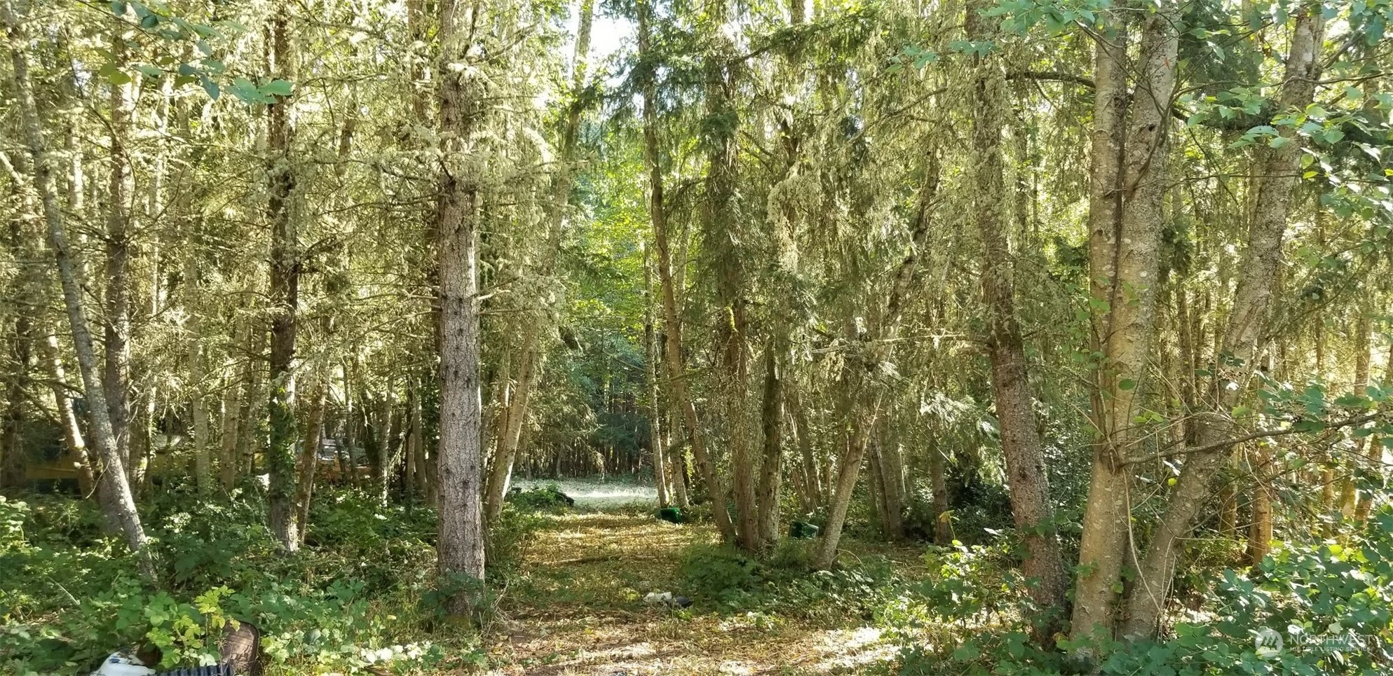 9502 Southwest Cemetery Road Vashon, WA 98070 - Photo 12 of 19 a view of a forest with a tree