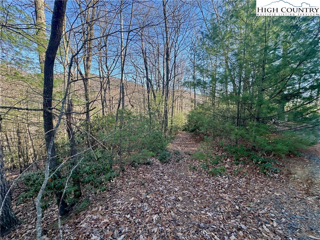 Moon Beam Lane Deep Gap, NC 28618 - Photo 7 of 11 a view of a forest with trees
