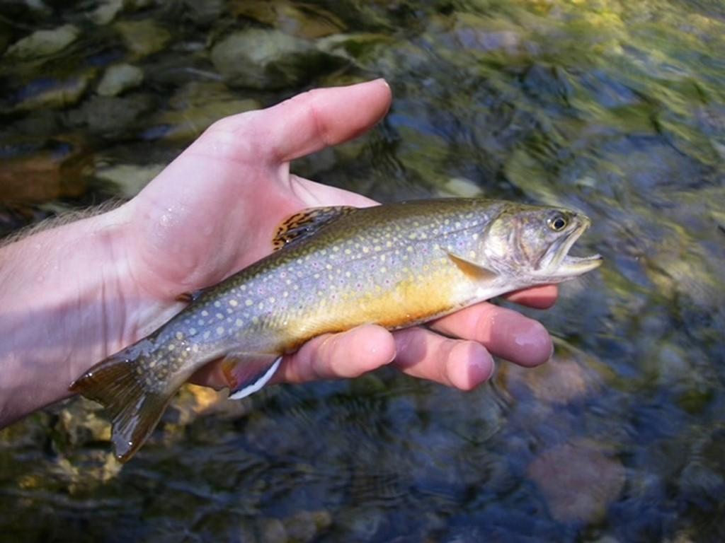 115 Elliott Road Westfield, ME 04787 - Photo 5 of 5 Prestile Brook Trout (Copy)