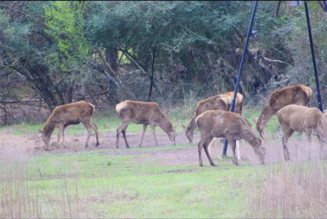 a backyard of a house with lots of green space