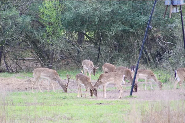 $5,500,000 | 15184 Fm 2620, Bedias, TX 77831