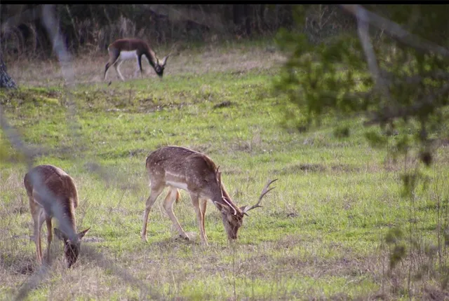 $5,500,000 | 15184 Fm 2620, Bedias, TX 77831