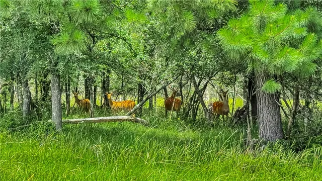 $5,500,000 | 15184 Fm 2620, Bedias, TX 77831