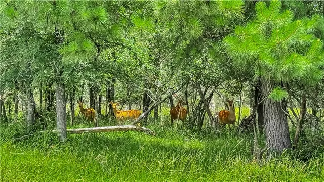 $5,500,000 | 15184 Fm 2620, Bedias, TX 77831