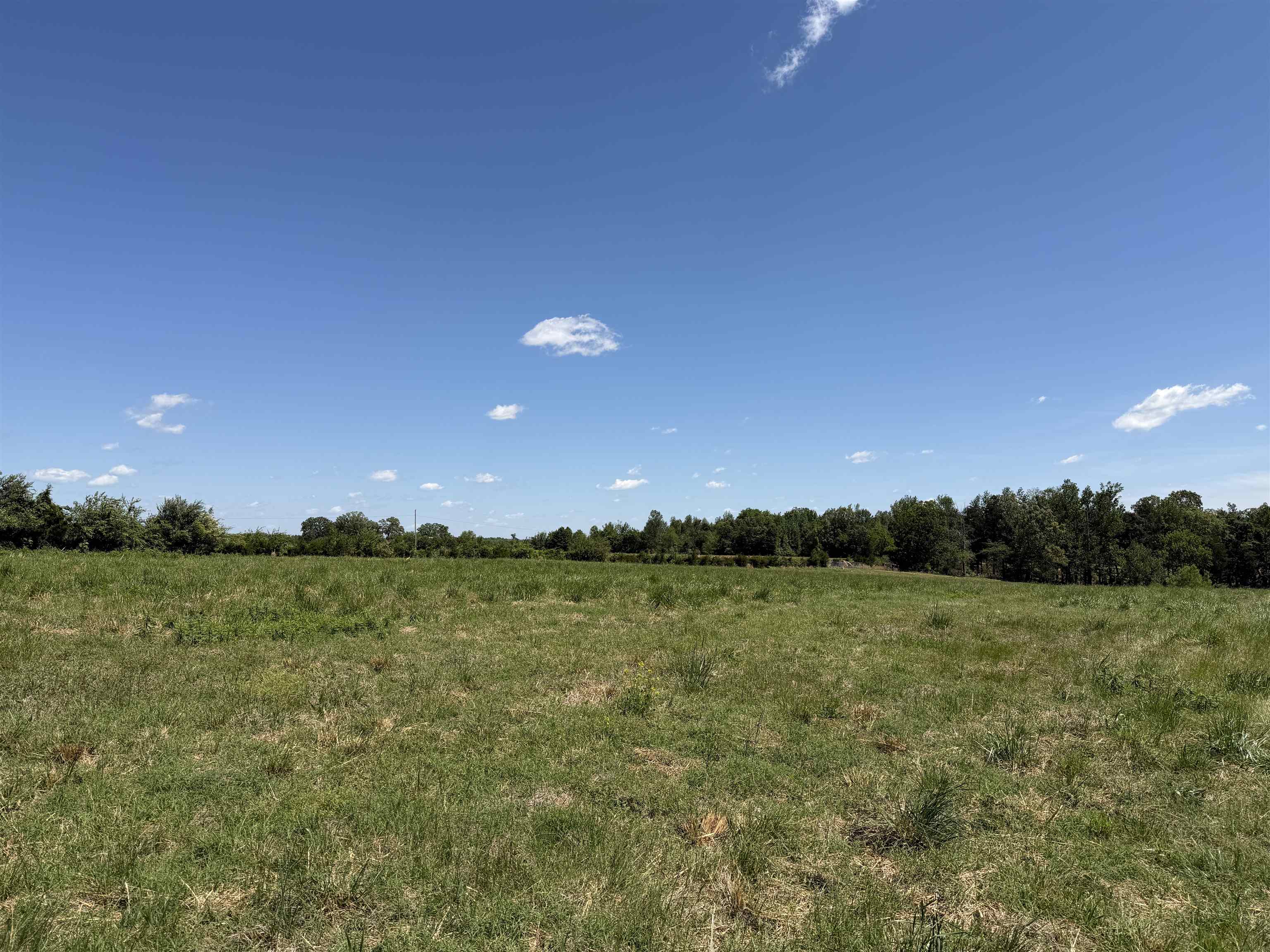 1 Saltillo Road Morris Chapel, TN 38361 - Photo 33 of 40 a view of a big yard with a tree