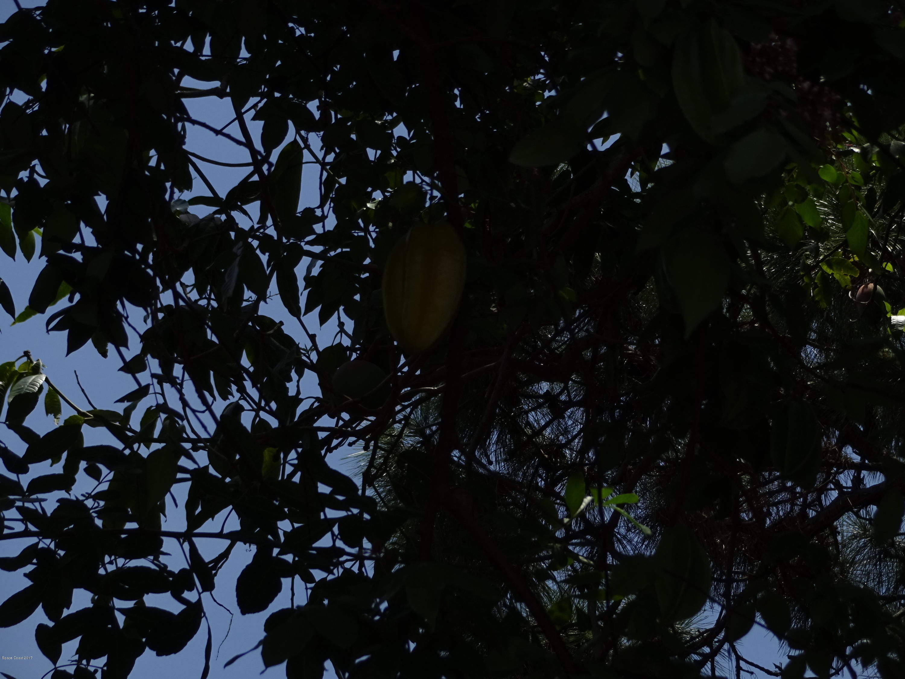 0 Vía Roma Merritt Island, FL 32952 - Photo 6 of 9 Star Fruit Tree