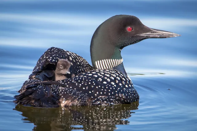 $145,000 | 301-xx 513th Avenue, Ottertail, MN 56571