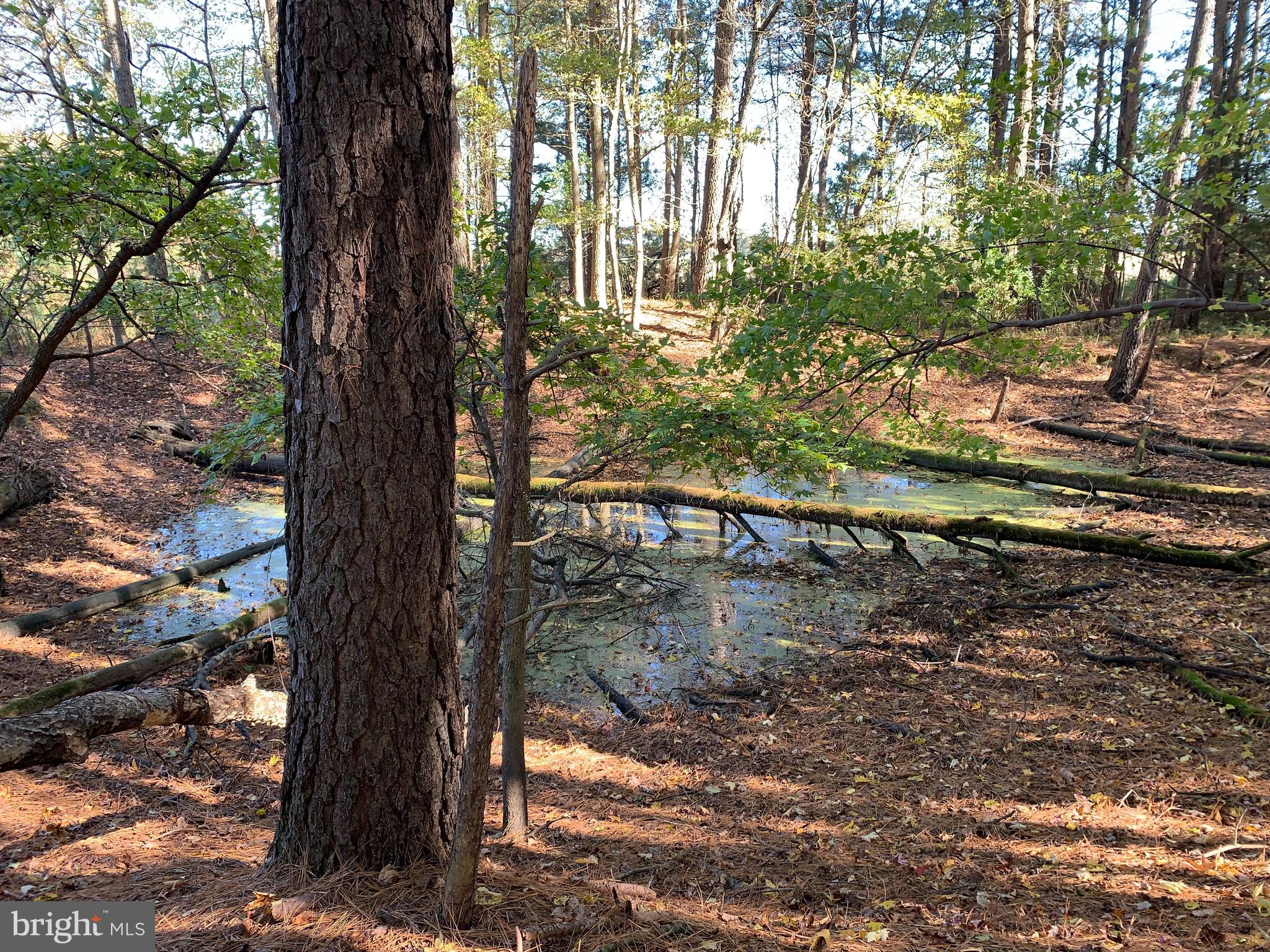 0 West Naylor Mill Road Salisbury, MD 21801 - Photo 12 of 13 a yard with tall trees