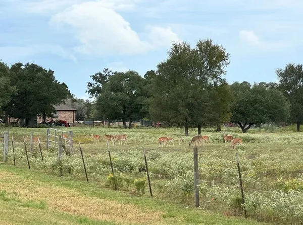 a view of a garden