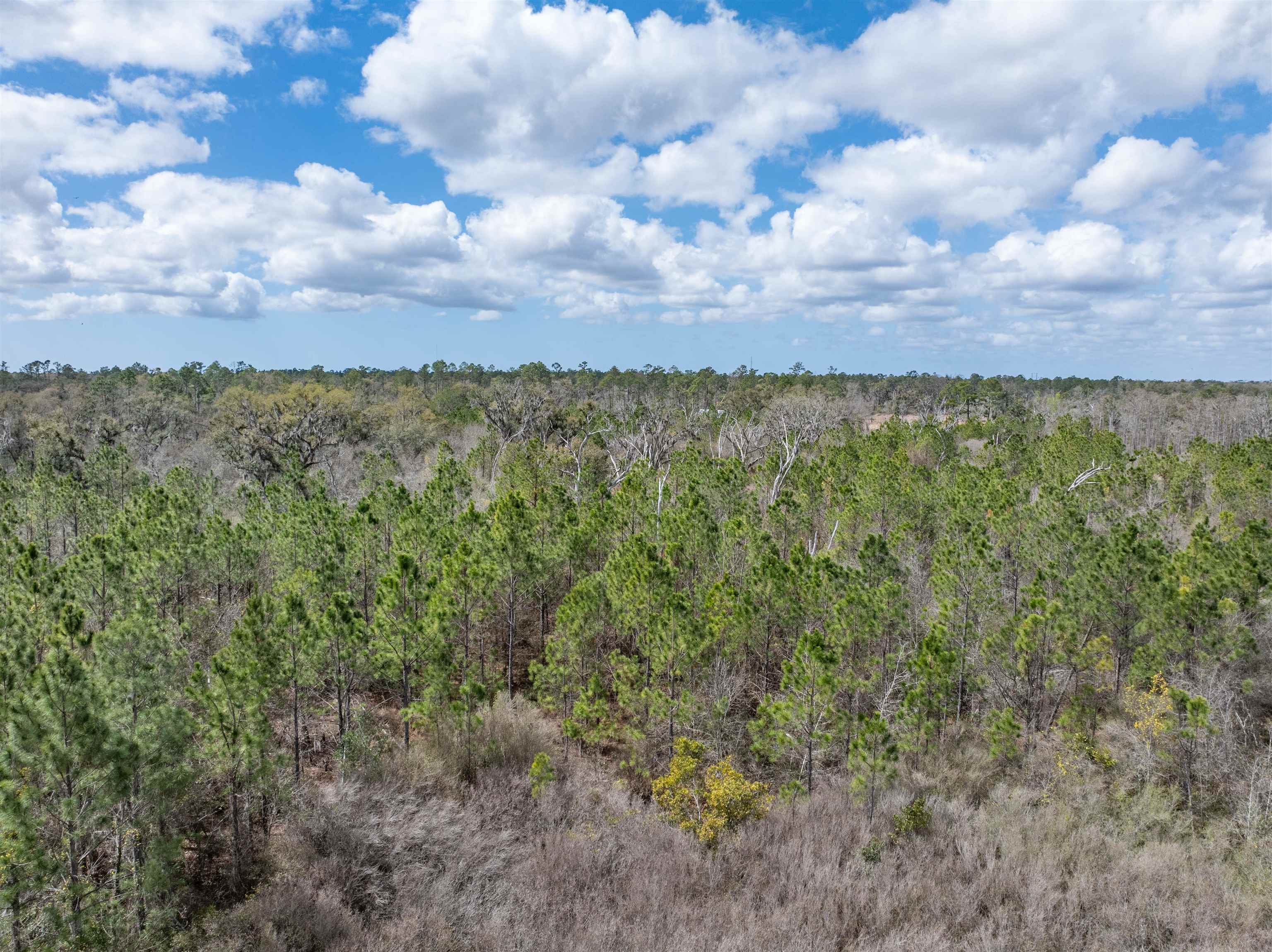 Vacant 40-acres Vacant 40-acres Ellison Frith Road Perry, FL 32347 - Photo 14 of 24