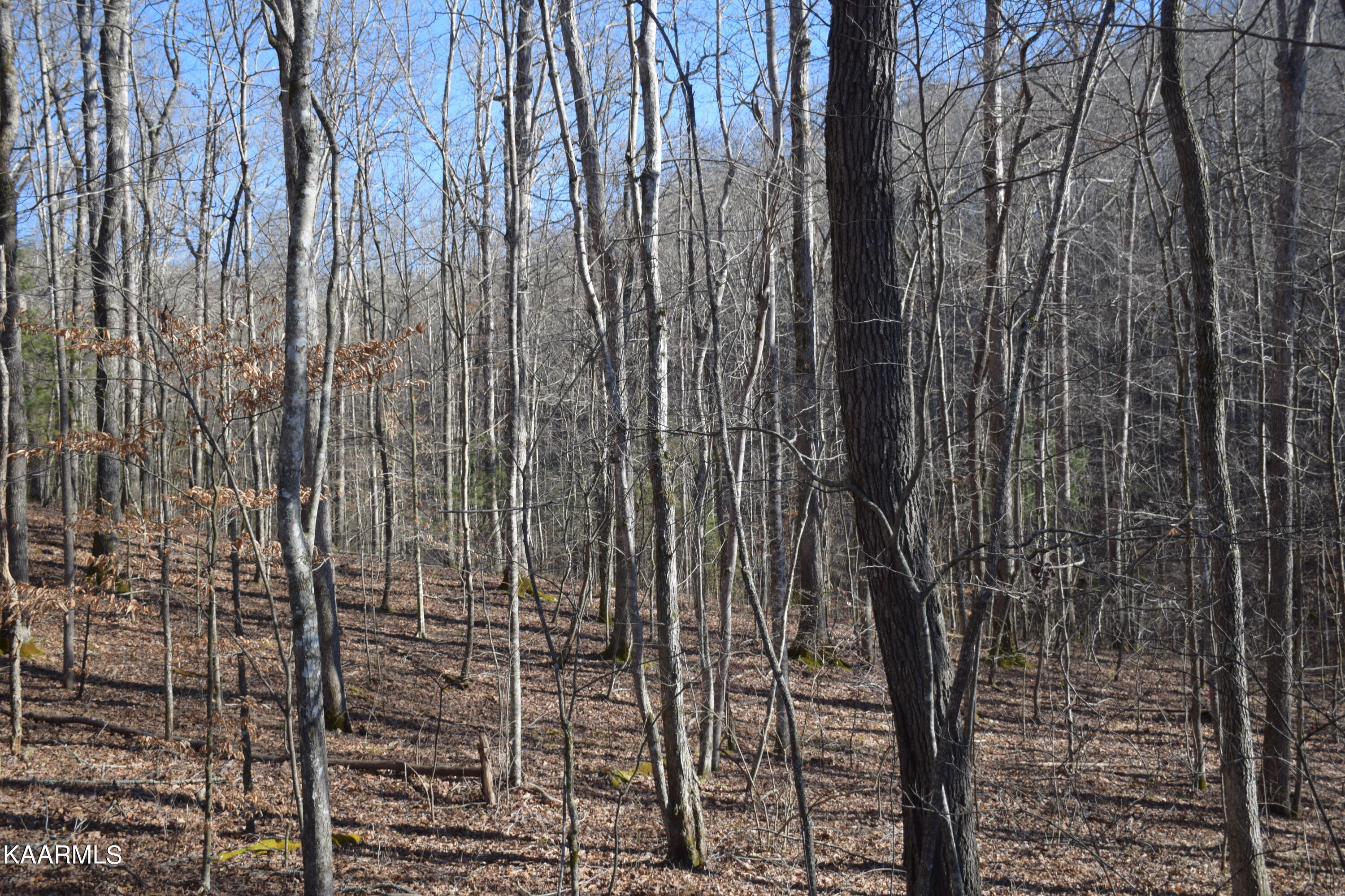 662 Mountain View Road Robbins, TN 37852 - Photo 10 of 16 Woods