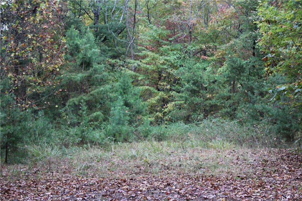 Lot 19 Owl Mountain Road Ellijay, GA 30536 - Photo 12 of 25 a view of a lush green forest