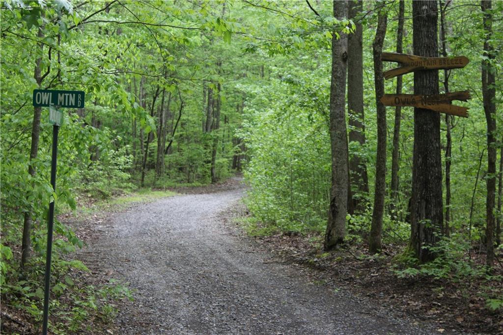 Lot 19 Owl Mountain Road Ellijay, GA 30536 - Photo 15 of 25 a view of a forest with trees in the background