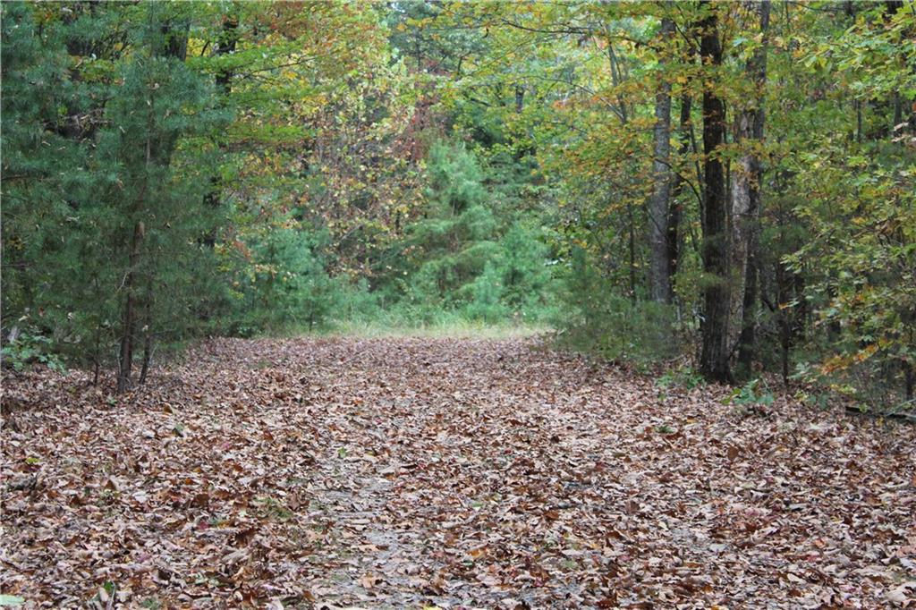 Lot 19 Owl Mountain Road Ellijay, GA 30536 - Photo 4 of 25 a view of a forest filled with trees