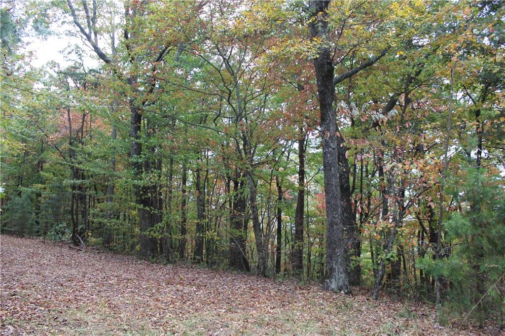Lot 19 Owl Mountain Road Ellijay, GA 30536 - Photo 6 of 25 a view of forest