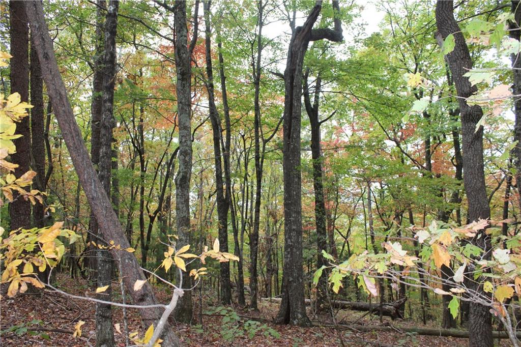 Lot 19 Owl Mountain Road Ellijay, GA 30536 - Photo 7 of 25 a backyard of a house with lots of green space