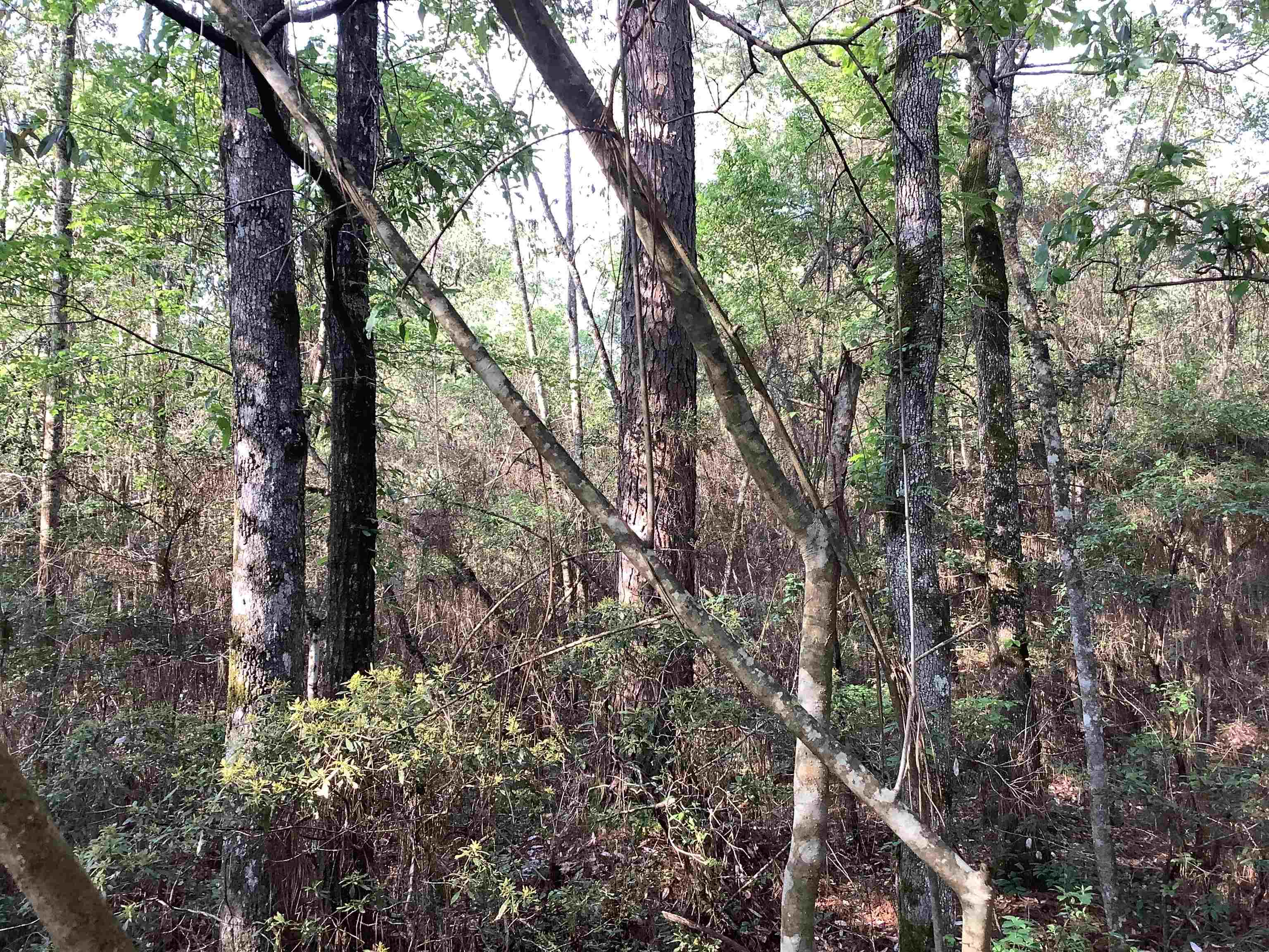 20961 Brooklyn Road Andalusia, AL 36421 - Photo 10 of 22 Gallery Image 10
