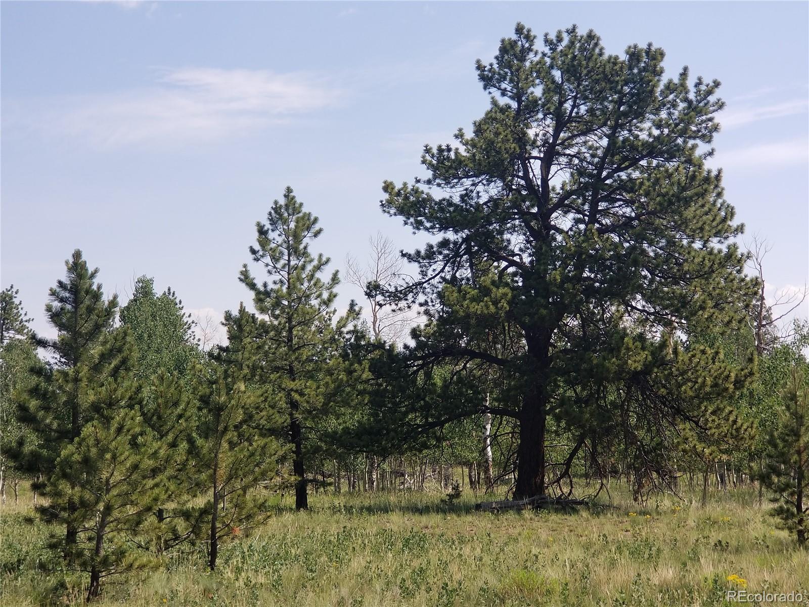 2973 Singletree Road Hartsel, CO 80449 - Photo 5 of 30 a view of backyard with green space
