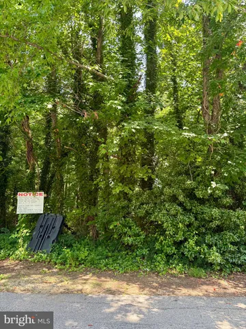 a view of a bunch of trees and bushes