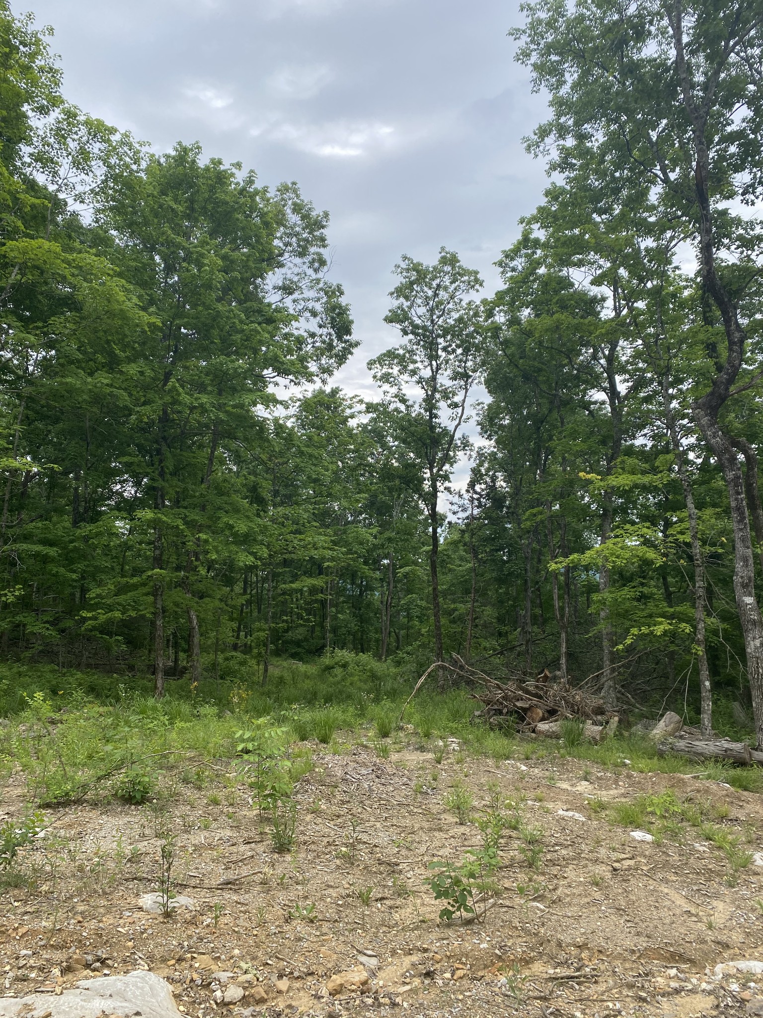 0 Schlamb Road Morrison, TN 37357 - Photo 8 of 9