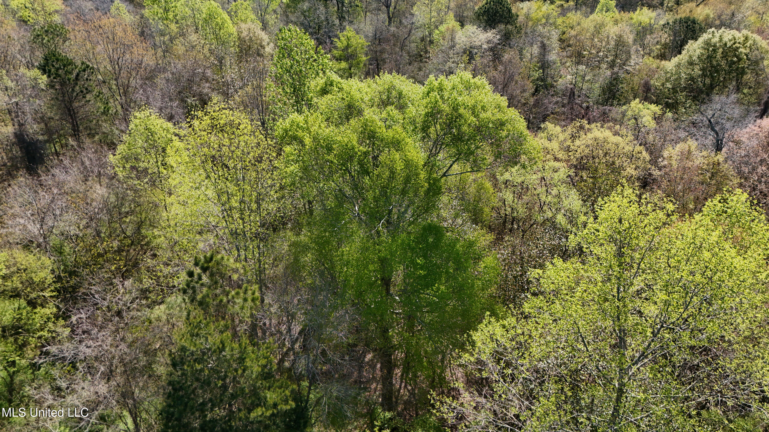 Thrash Road Union, MS 39365 - Photo 18 of 23 DJI_20240330102813_0078_D
