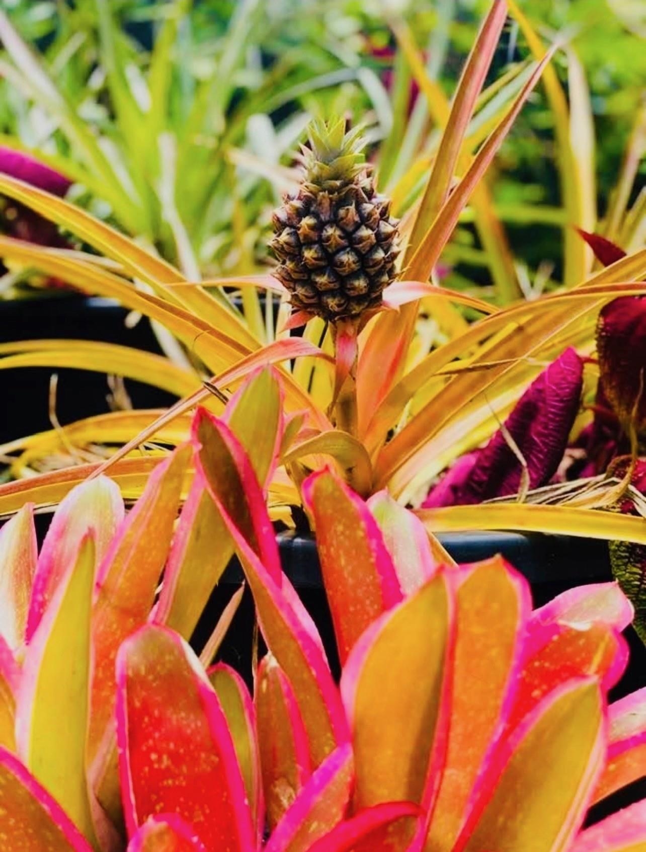 7953 Hana Highway Haiku, HI 96708 - Photo 42 of 46